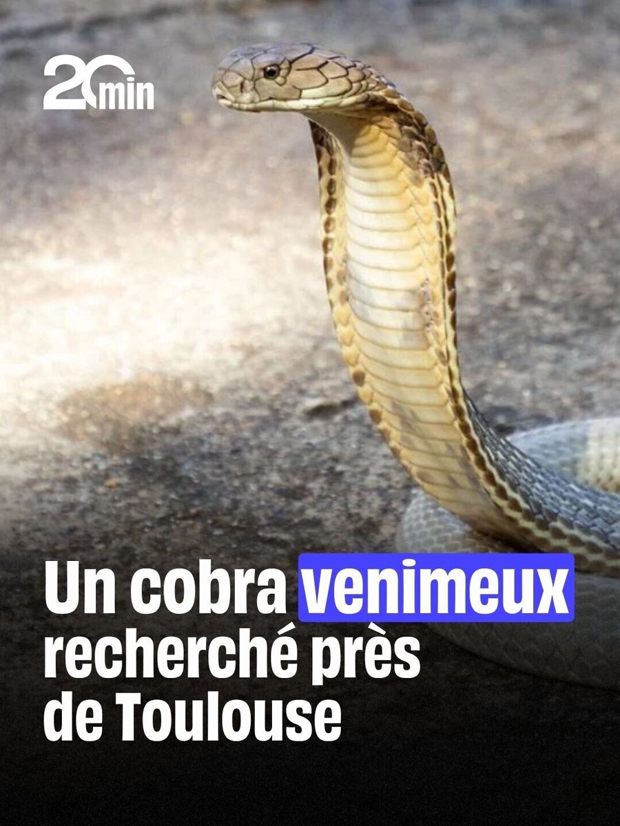 20 Minutes tweet media