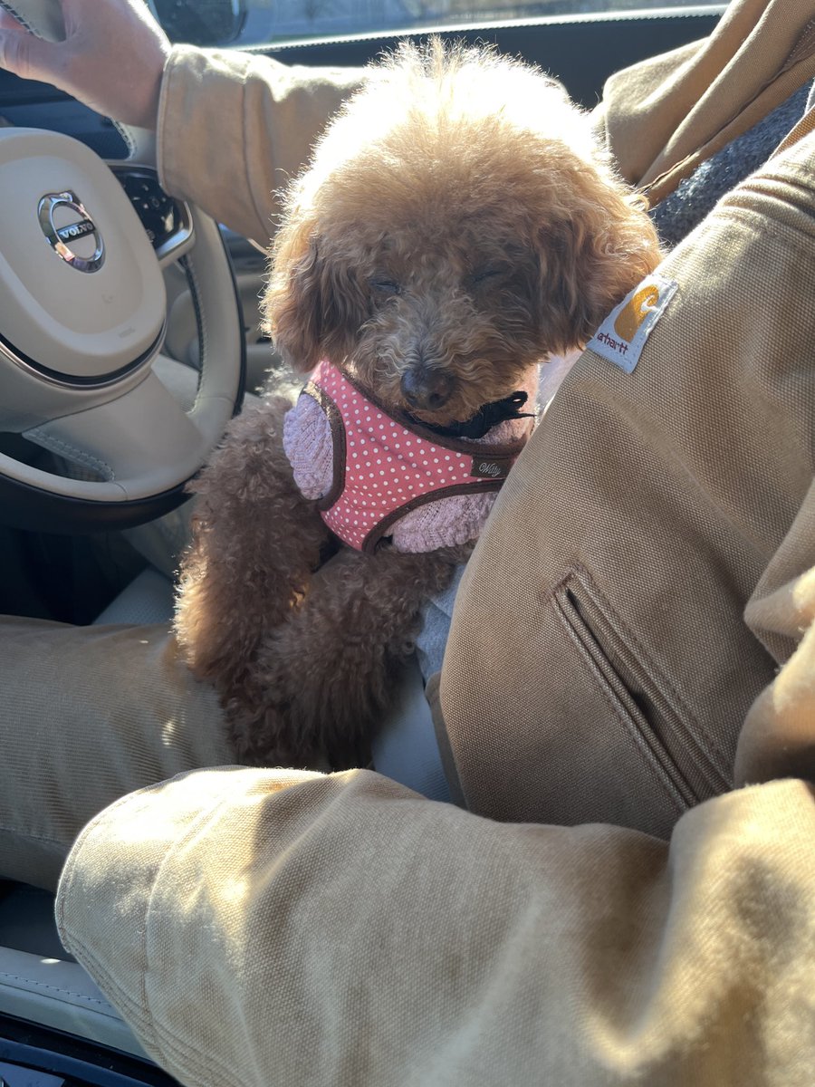 silverfox8241's tweet photo. 出会ってからもう11年か
#愛犬の日 https://t.co/KyTY672FEW