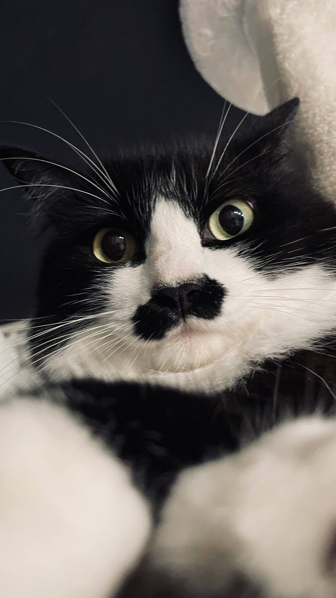 猫教授 tweet media