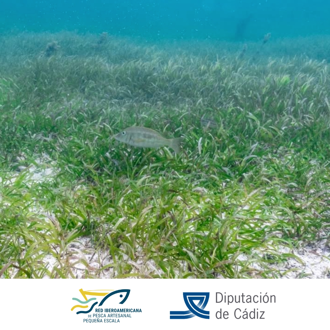 Ripape_Org's tweet photo. 🌱 Las praderas marinas mejoran la calidad del agua 💧 filtran contaminantes y almacenan nutrientes 

♻️ También son grandes aliadas frente al cambio climático, capturando hasta el 18 % del carbono oceánico mundial 🌍 https://t.co/ozNGnnA5Za