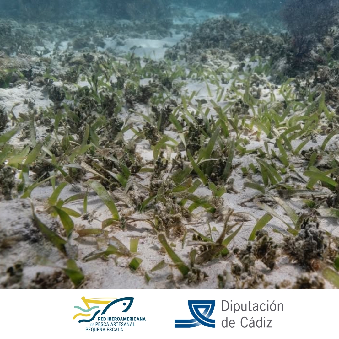 Ripape_Org's tweet photo. ⚠️ Estos ecosistemas marinos se enfrentan a amenazas crecientes: cambio climático, contaminación marina y artes de pesca no reglamentadas. Proteger las praderas marinas es proteger la vida en nuestros océanos 🌊 https://t.co/eebcV2qySC