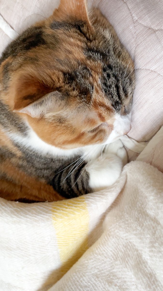 湊文『猫の菊ちゃん』 tweet media