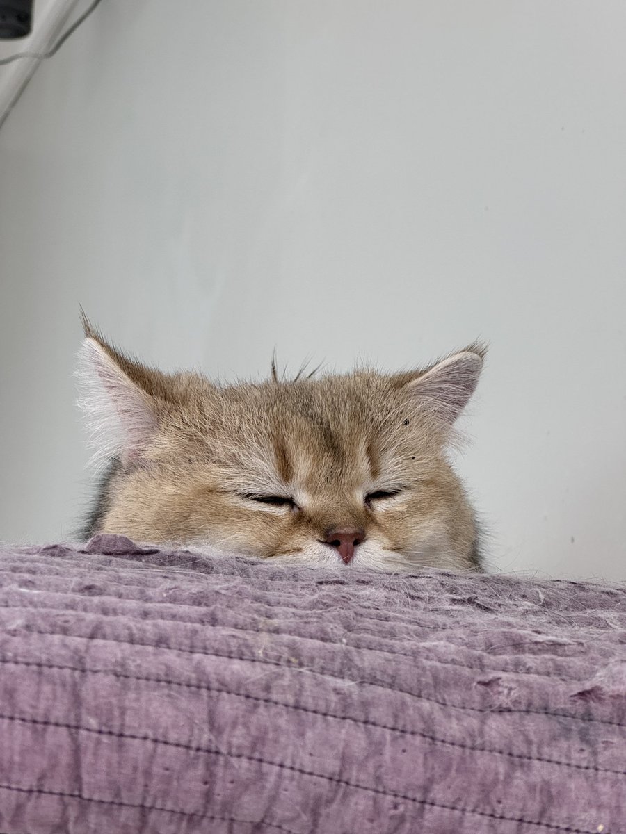 ElcelC00's tweet photo. 냥냥이 사진줄게 제발 친구해줘
놀아줘 https://t.co/nWKJcUhbv4