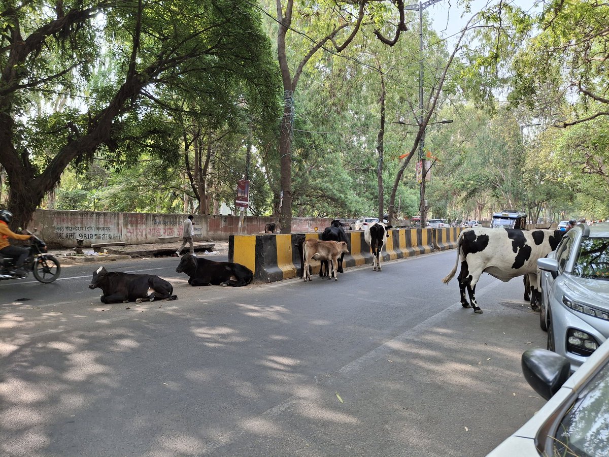 dwqindia's tweet photo. @CMODelhi @gupta_rekha @SDMC_Official This is road or Gaushala . Due to this uncareless cattles produce hindrance in running traffic, simultaneously more consumption of fuel unnecessarily. https://t.co/fSbNUmCSfW