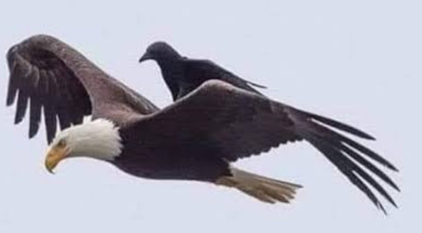 Raven tweet media