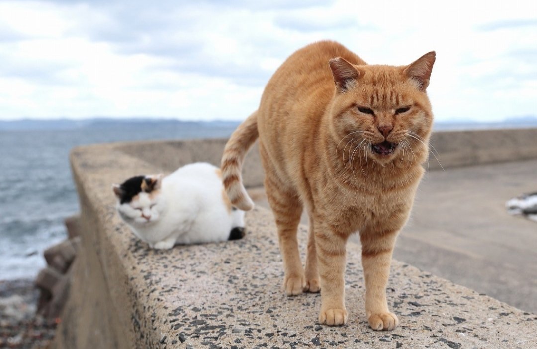 本日の猫さん ふわぁぁあぁぁ〜♪ ＃一日一猫 ＃猫好きさんと繋がりたい