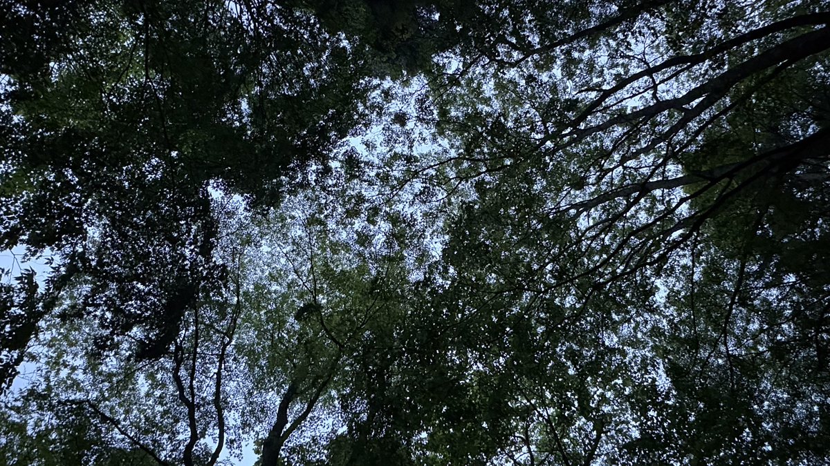 ancoroking's tweet photo. テントに当たる雨音が止まない。でも頭上はこんなだから、まだ降ってるのか？ じつは止んでて枝に溜まった水滴が落ちてるだけなのか？判別がつかん。 https://t.co/9xqUlWH53o