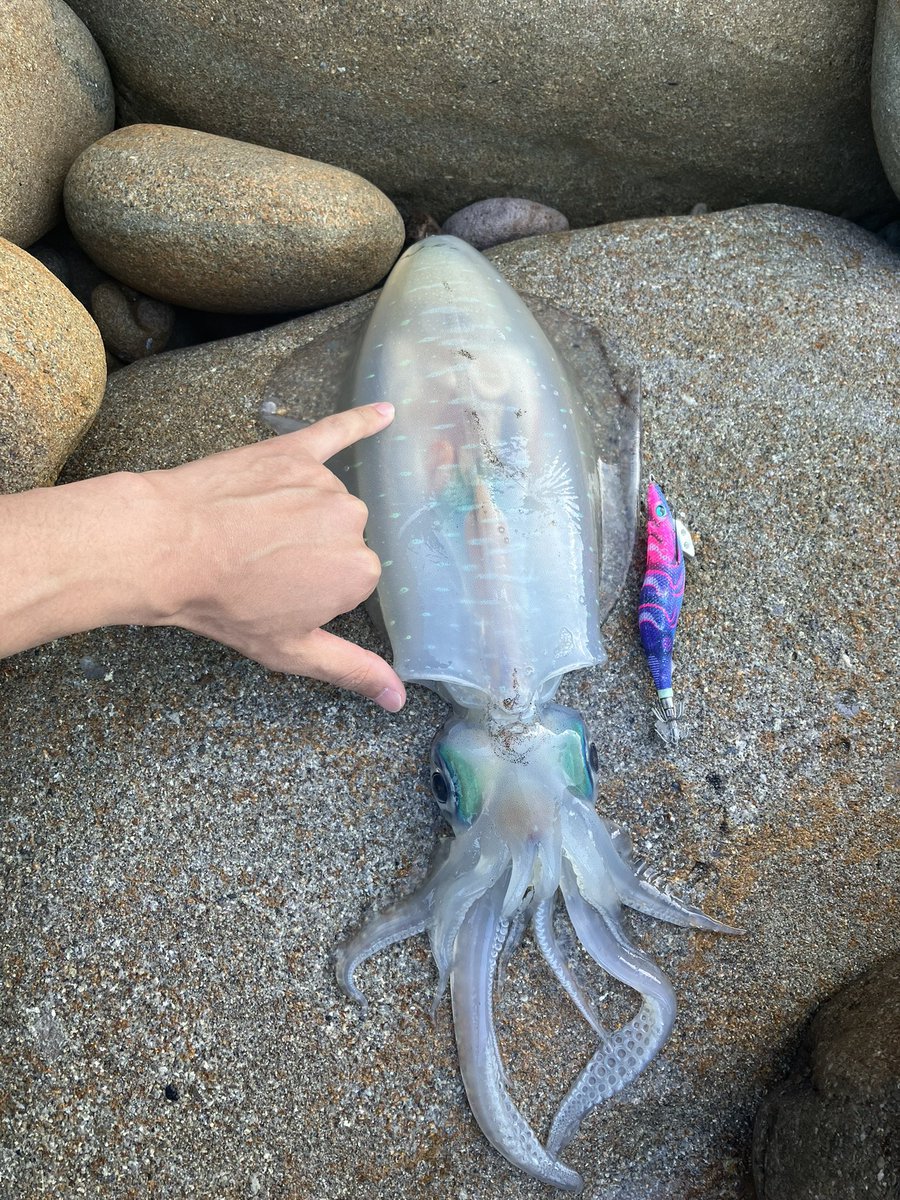 calele5's tweet photo. ようやっとキロアップのアオリイカが釣れました
1日3杯釣れたの初めてや https://t.co/p76b9UJIex