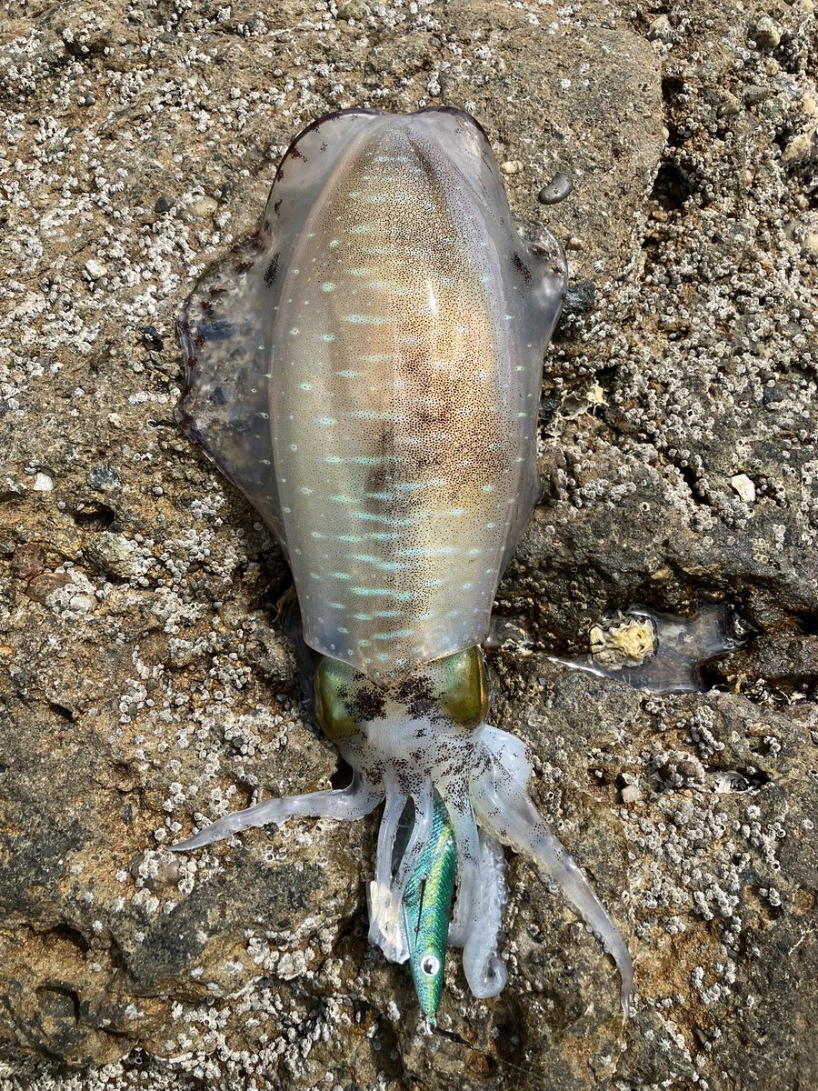 calele5's tweet photo. ようやっとキロアップのアオリイカが釣れました
1日3杯釣れたの初めてや https://t.co/p76b9UJIex