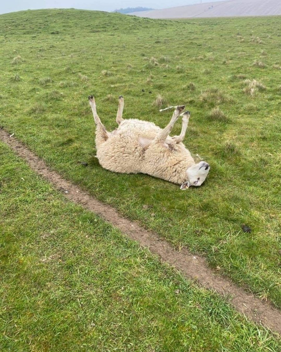 sheep tweet media