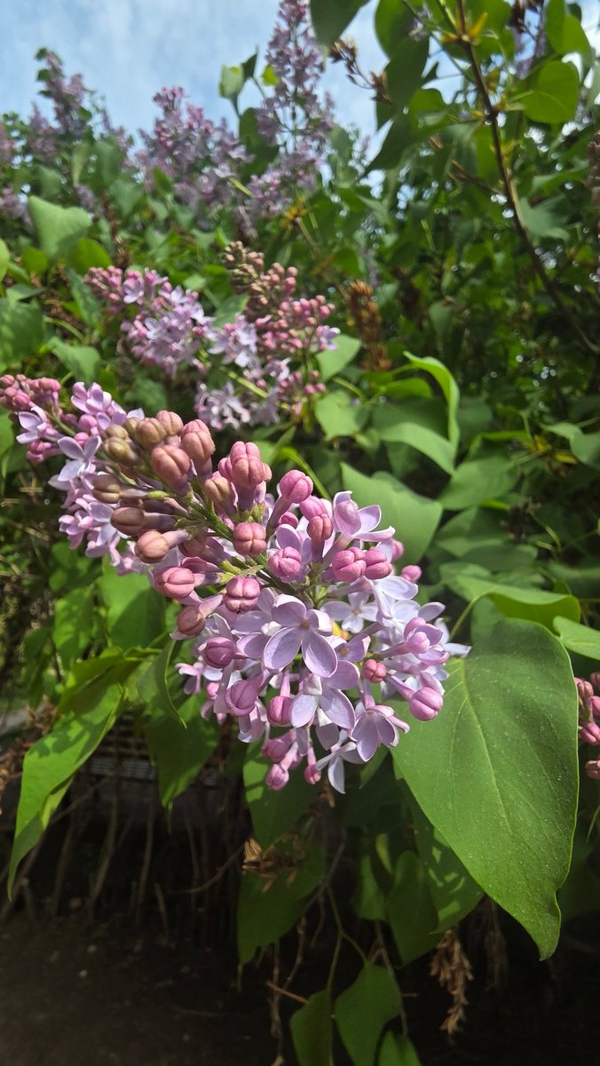 EastKzUK's tweet photo. Astana,  may 2026,  #may2026 #Astana #Qazaqstan #Қазақстан #Kazakhstan #Астана #streetphoto #streetphotography
#SpringIsHere #lilac https://t.co/MLRoVGc0TR