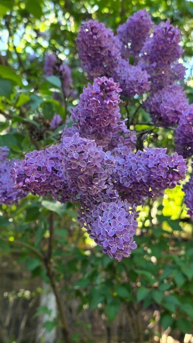 EastKzUK's tweet photo. Astana,  may 2026,  #may2026 #Astana #Qazaqstan #Қазақстан #Kazakhstan #Астана #streetphoto #streetphotography
#SpringIsHere #lilac https://t.co/MLRoVGc0TR