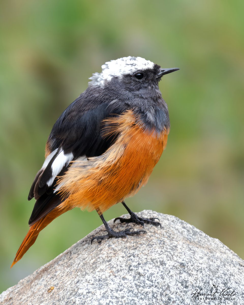 Feathers in Wild_Hemant Kirola tweet media
