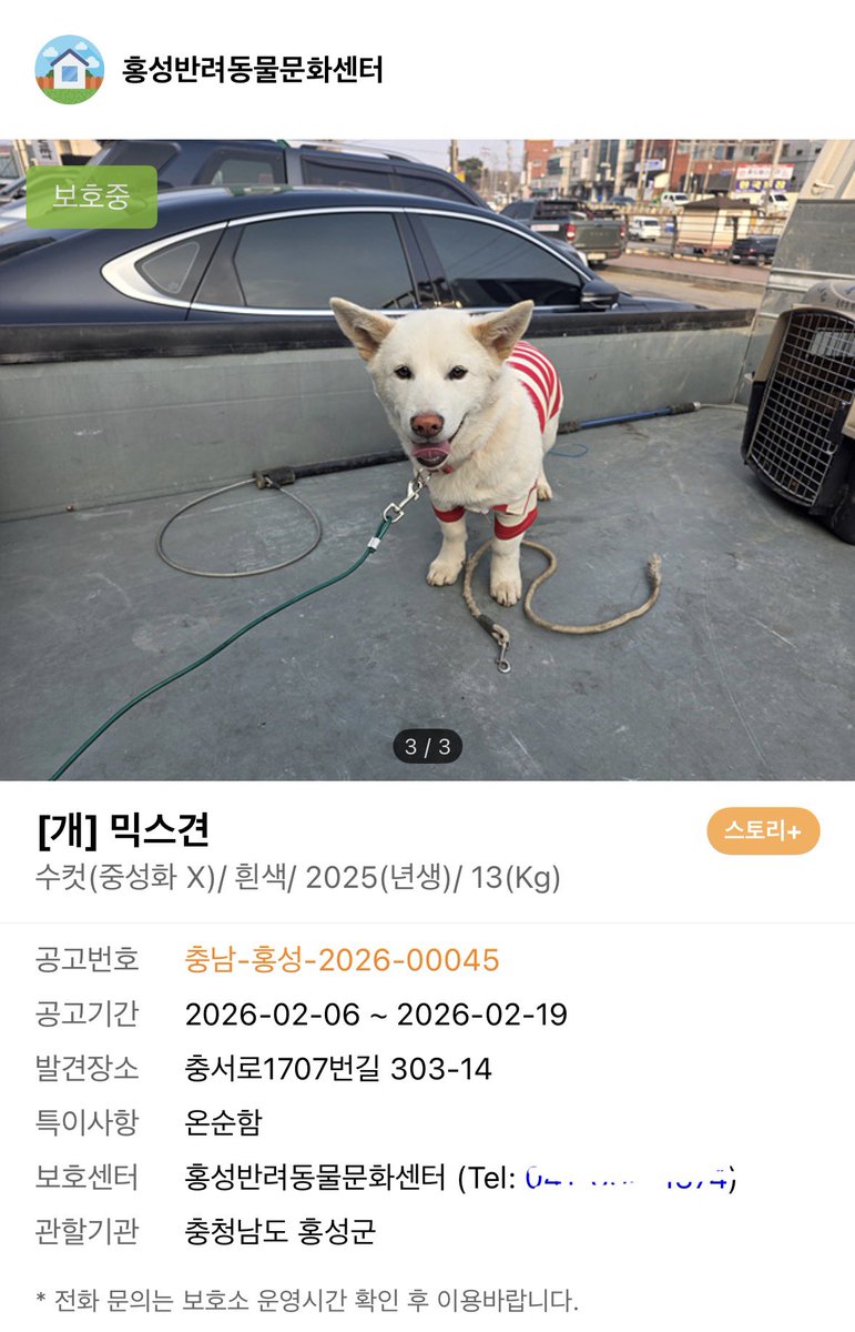오늘의 강아지 추천 tweet media