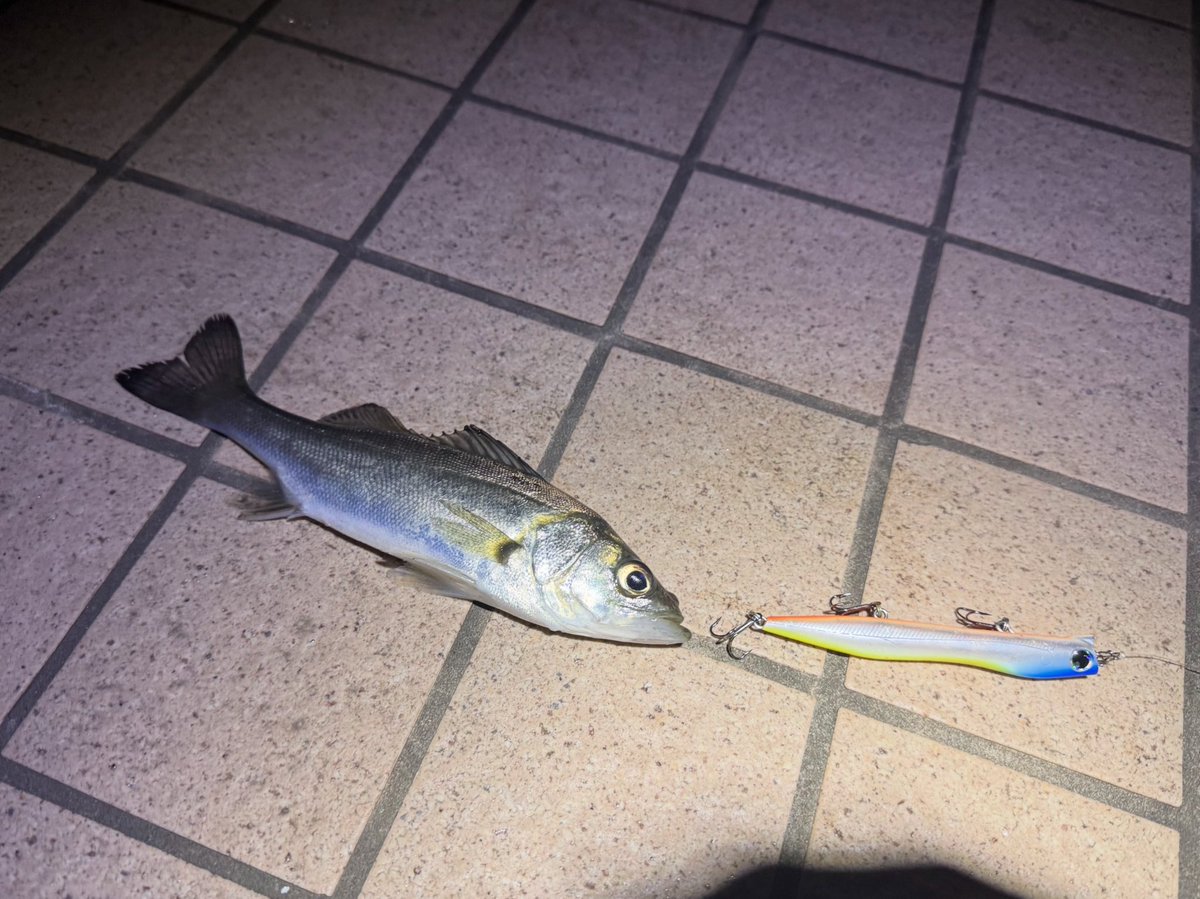 kokosteps's tweet photo. シーバス用ルアーでしっかり食わせて釣り上げた中では、今までで最小サイズ🐟😂
このサイズに普通のシーバスタックルはオーバースペック過ぎ🎣 https://t.co/2sBKkBq4xd