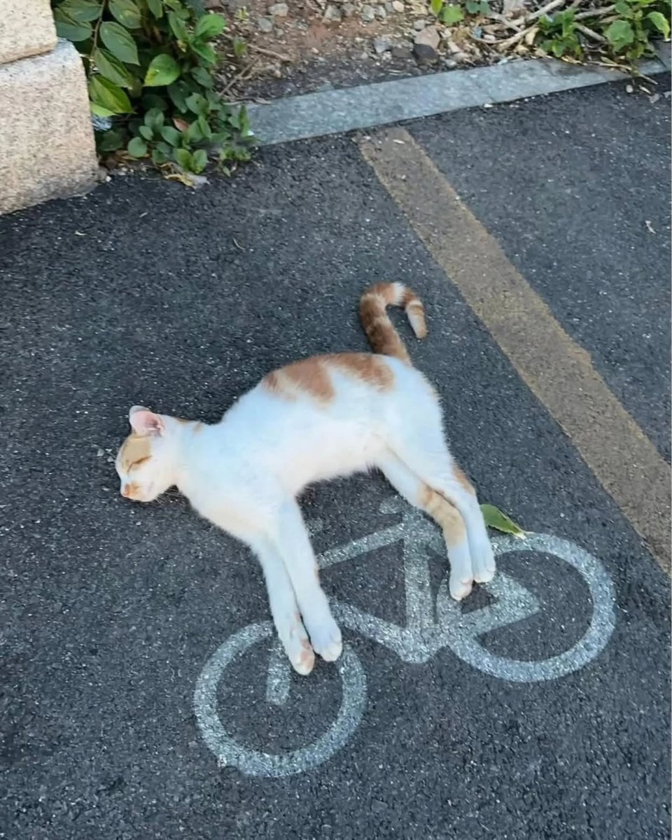 meow tweet media