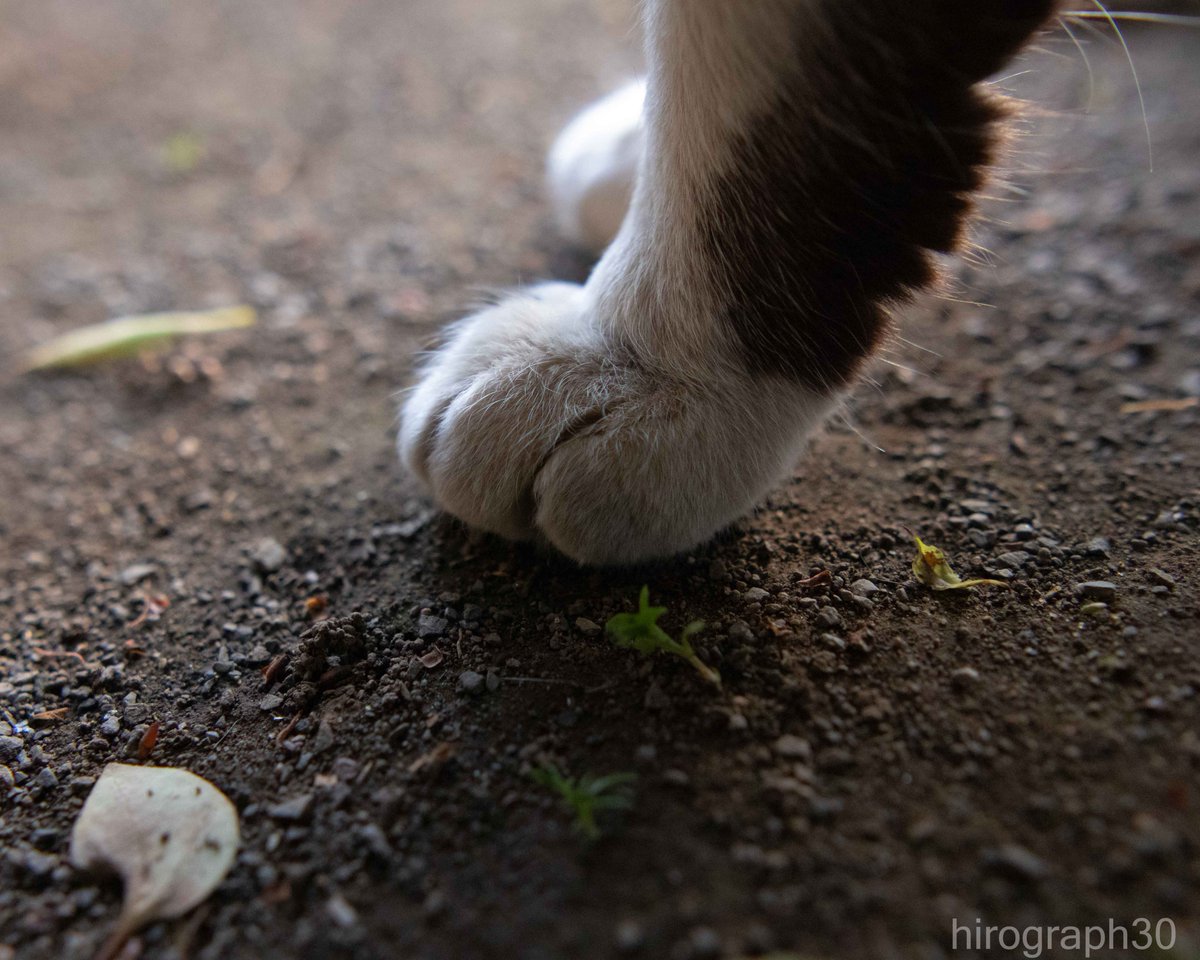 猫写真家 サトウヒロキ tweet media