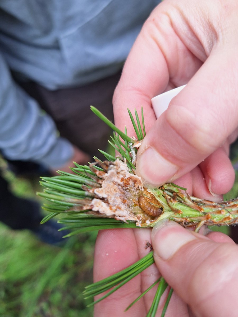 EIAF_ULE's tweet photo. Los alumnos del Grado en Ingeniería Forestal y del Medio Natural realizaron una visita a campo dentro de la asignatura de "Enfermedades y plagas forestales" para observar in-situ daños, síntomas y signos de especies que potencialmente plagas @Unileon_ponfe https://t.co/VIxstMapRH