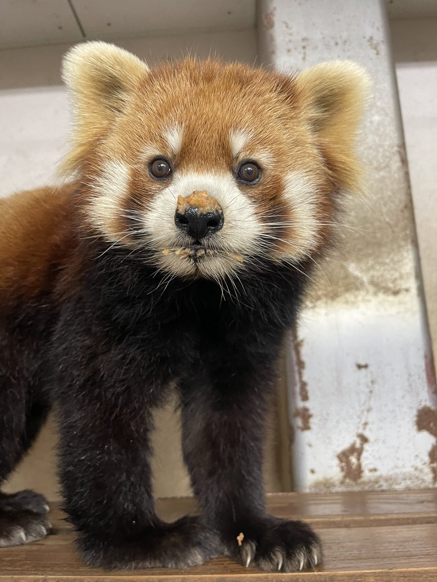 鯖江市西山動物園 tweet media