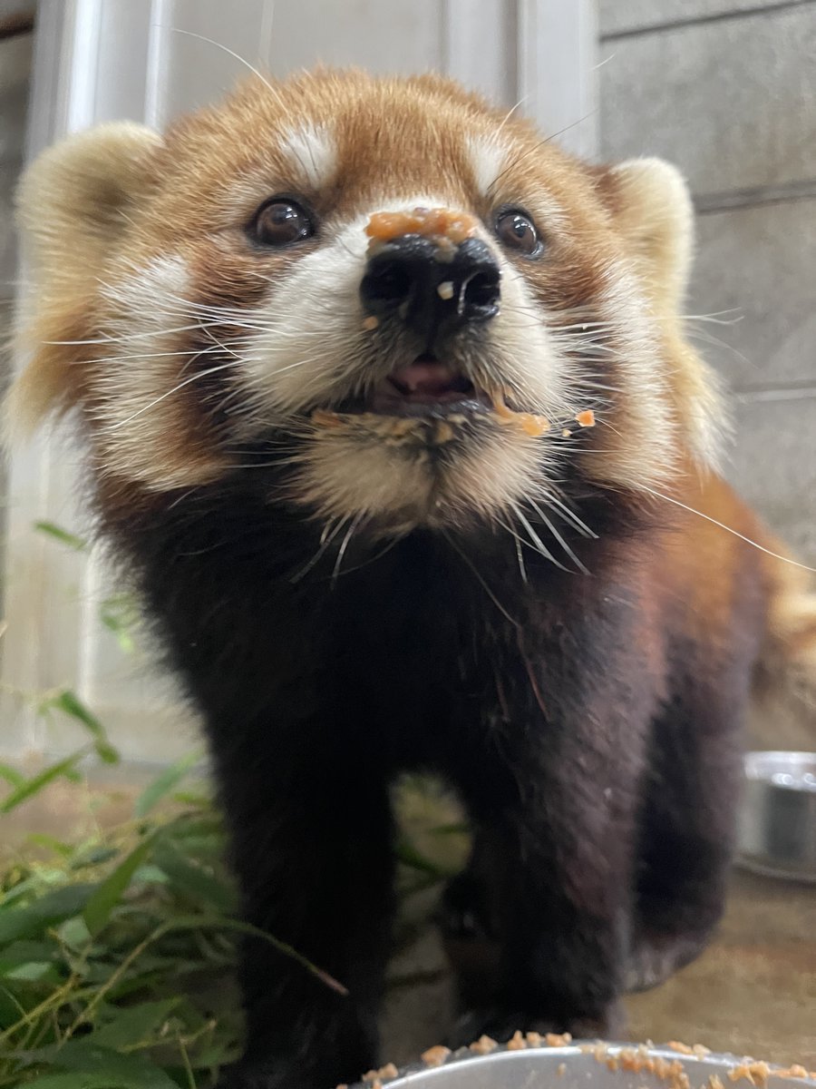 鯖江市西山動物園 tweet media