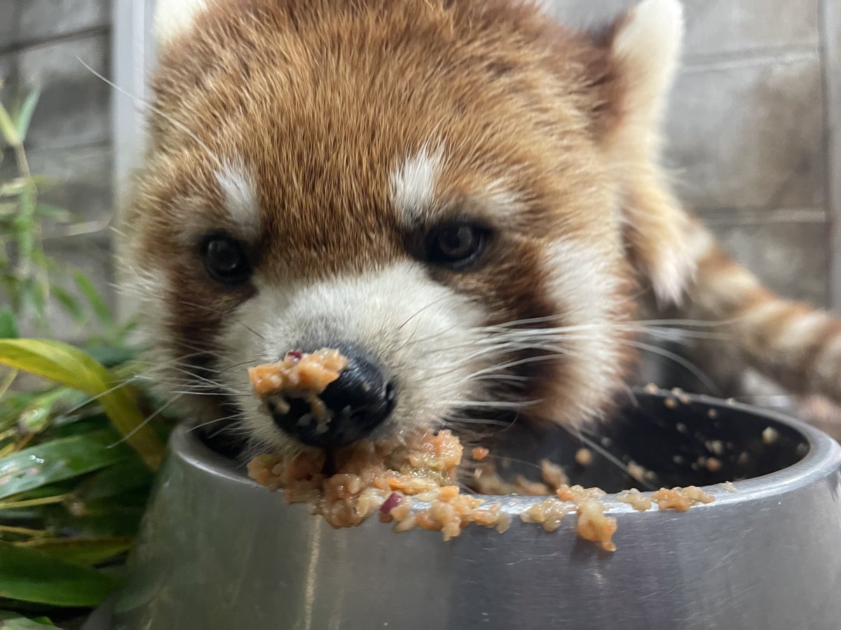 鯖江市西山動物園 tweet media