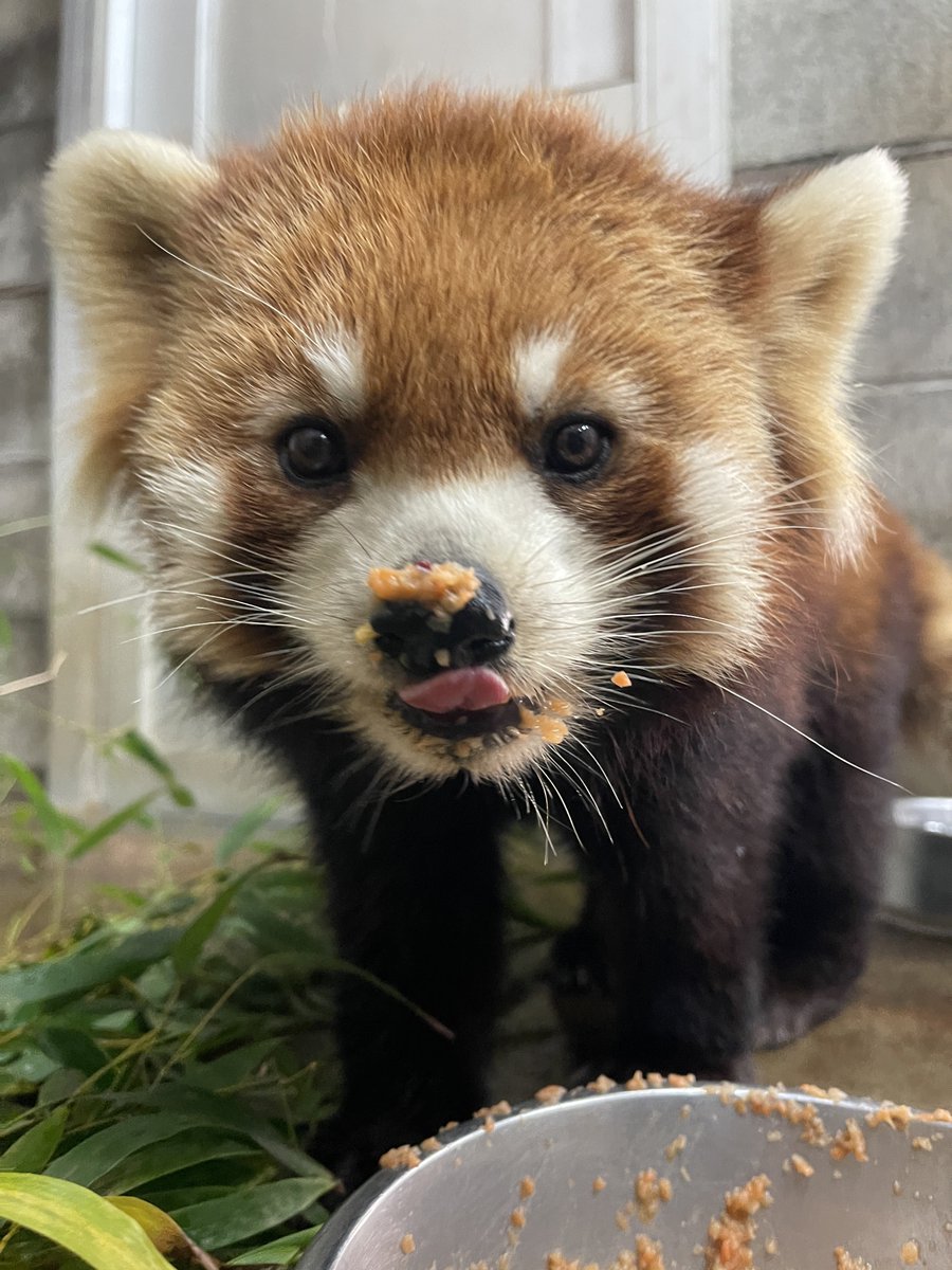 鯖江市西山動物園 tweet media