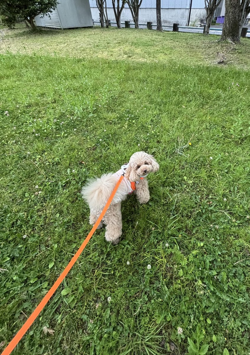 po2_1007's tweet photo. 今日は愛犬の日だって🐶
ポポが👩の生きる理由だよ💖
ずっと一緒にいてね😘 https://t.co/Ag6PYDKC1X
