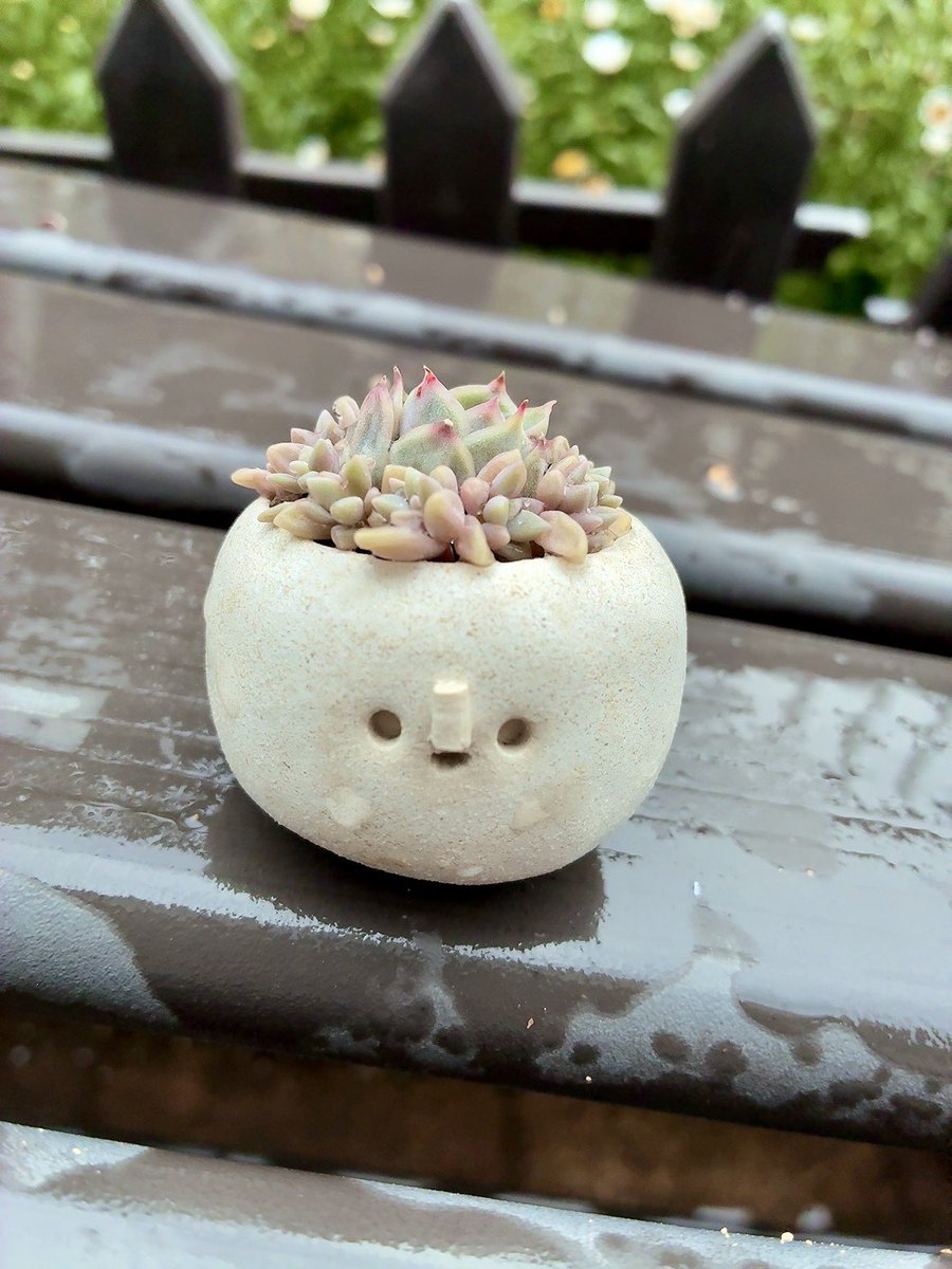 pepeniku's tweet photo. 雨☔
しっかり水分補給してくれ〜

#多肉植物 https://t.co/PetLD2okA5