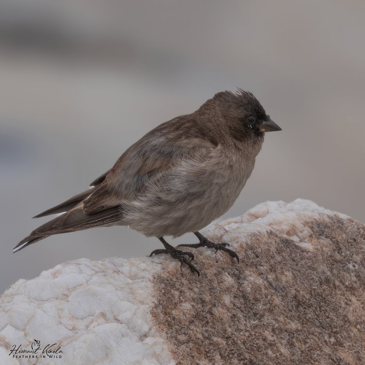 Feathers in Wild_Hemant Kirola tweet media
