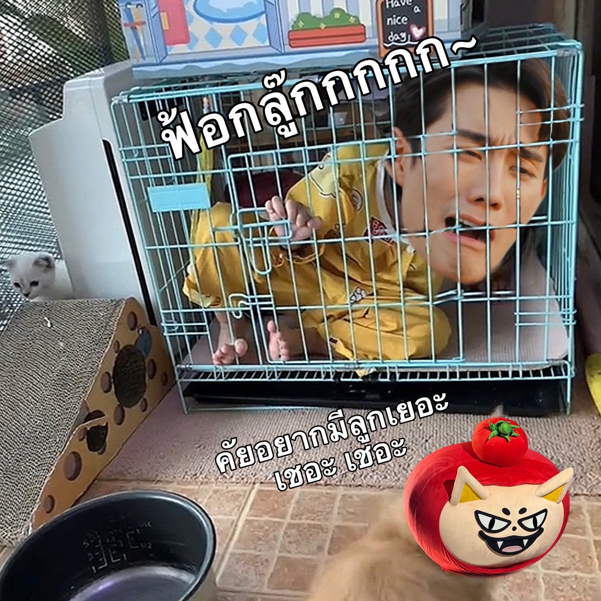 อะริกาโต๊ะ ft.แก๊งเสือแง่ว tweet media