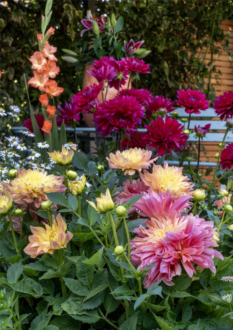 FlowerbulbsCom's tweet photo. Summer flowering bulbs bring more than color. Once established, many need less water, grow well with minimal inputs.  https://t.co/hB9mcXfm4M #SustainableGardening #WaterWise #Biodiversity #Pollinators #SummerFlowers https://t.co/q5XX3eeaud