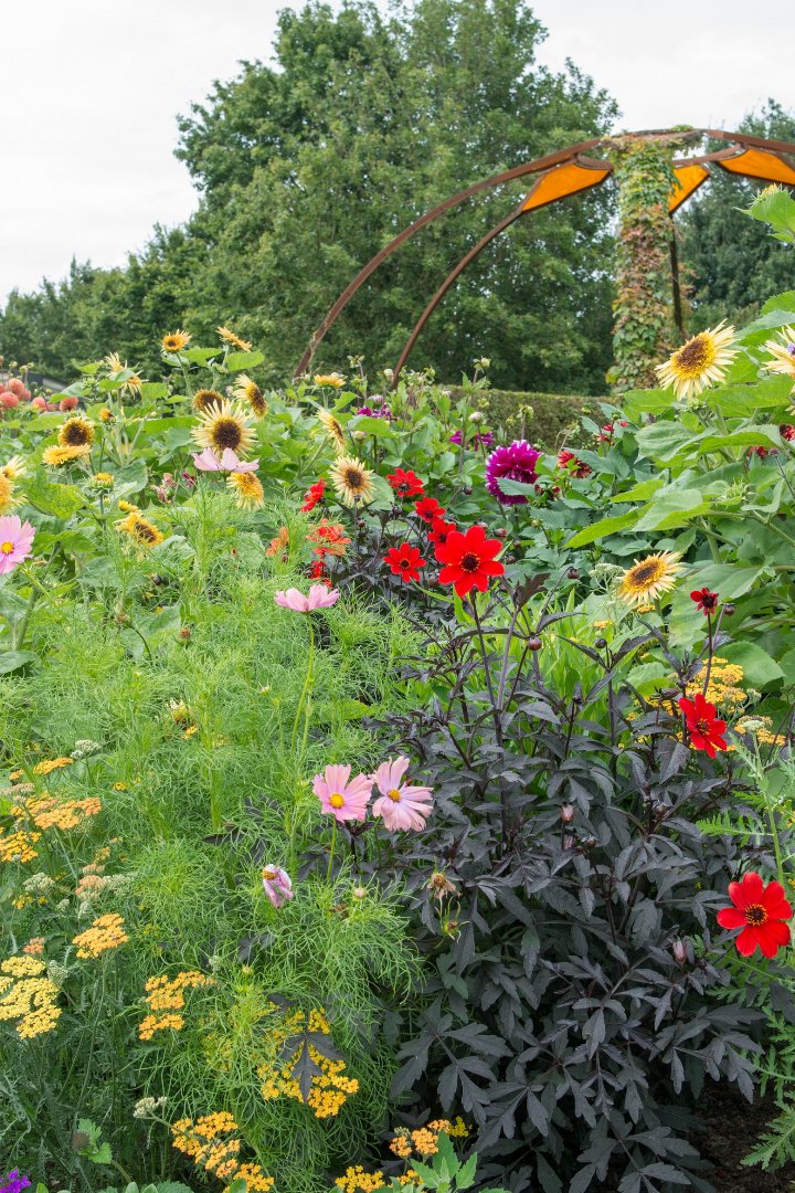 FlowerbulbsCom's tweet photo. Summer flowering bulbs bring more than color. Once established, many need less water, grow well with minimal inputs.  https://t.co/hB9mcXfm4M #SustainableGardening #WaterWise #Biodiversity #Pollinators #SummerFlowers https://t.co/q5XX3eeaud