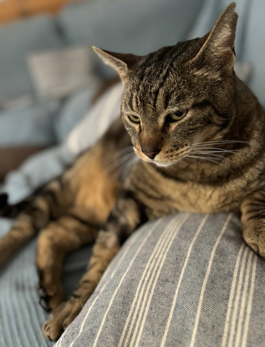 Nei Nei 🐱 De la colonia tweet media