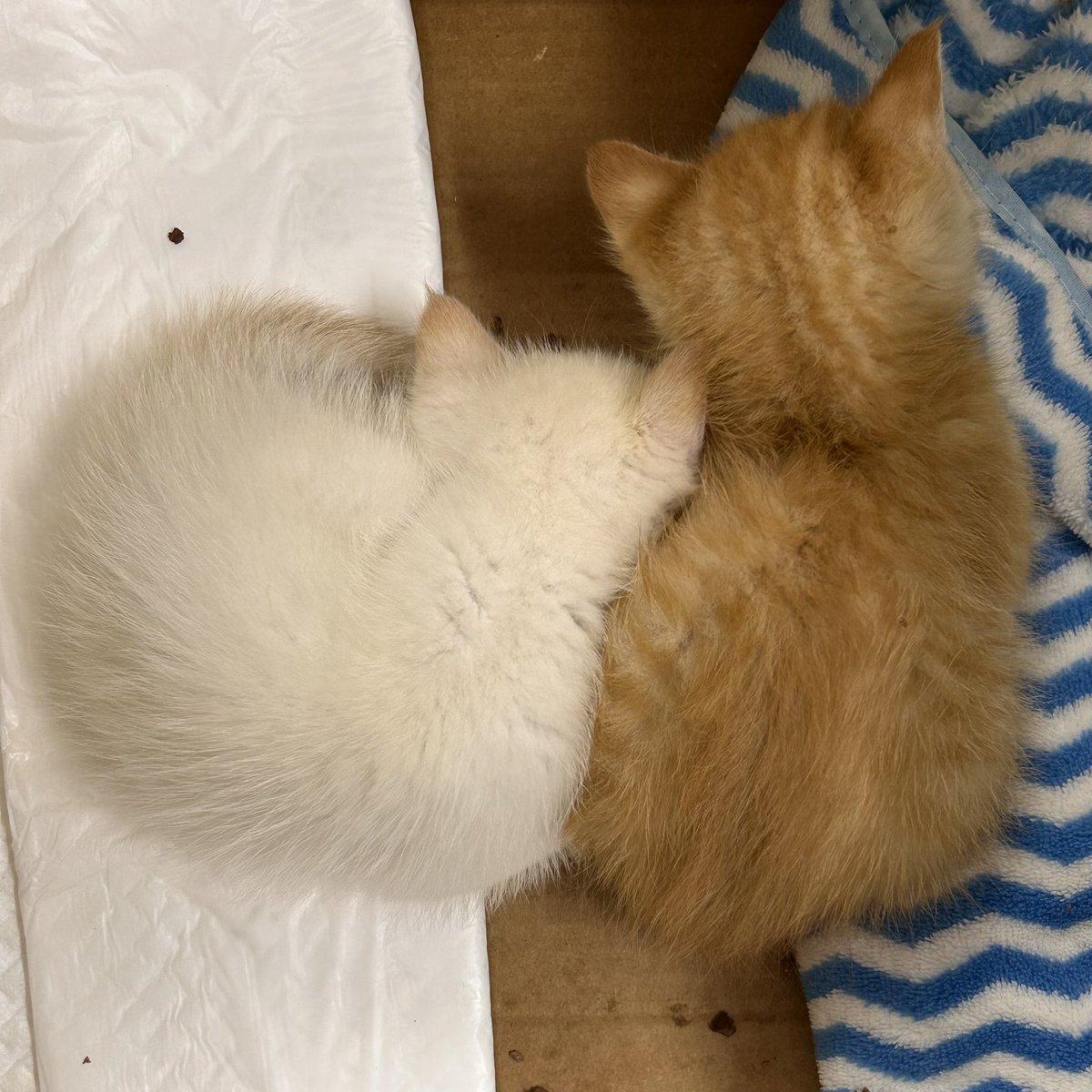 KWMT_n's tweet photo. 本日の子猫〜仲良く昼寝〜 https://t.co/AsHFzClqBy
