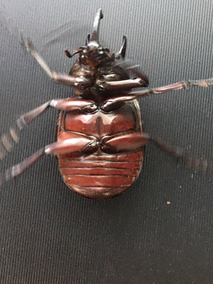 XkzDde9's tweet photo. コーカサスオオカブト
ジャワ島スカブミ産WILD成虫ペア
♂62ミリ(胸角)♀60ミリ(大きめ？)
コンパクトなボディに赤い腹が特徴的なジャワ産
ジャワ産コーカサスの短角♂の頭角先端がアトラスの短角♂みたいに星形っぽくなるので他亜種の短角との判別は比較的容易 https://t.co/knaNW83eYY