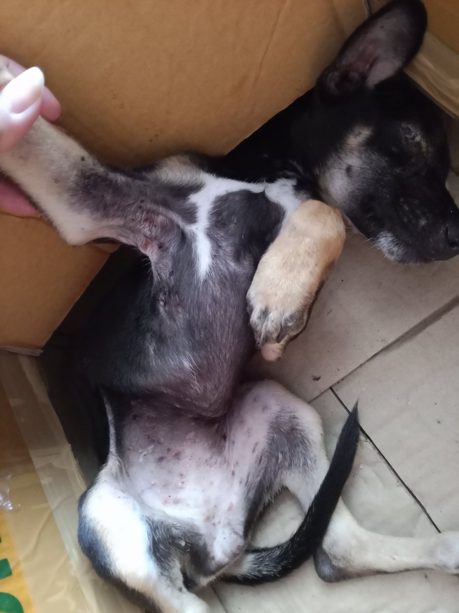 ***มะลิบ้านรักแมวจร41ชีวิต+สุนัข2🏠__🐇🐈⬛🐕🍃 tweet media