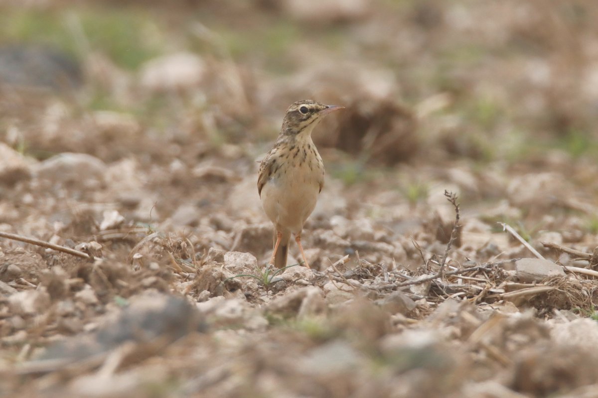 Alimañas tweet media