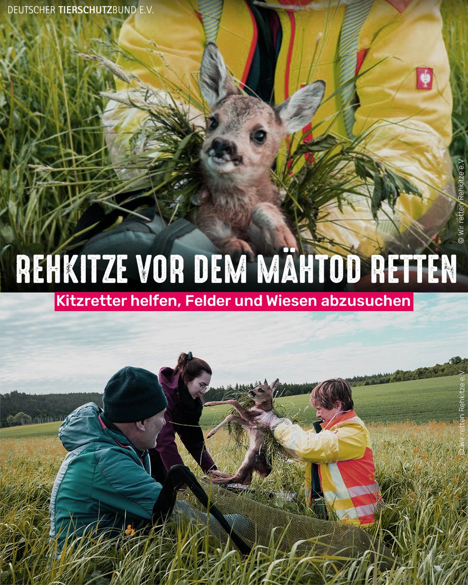 tierschutz_bund's tweet photo. Jedes Jahr fallen unzählige Rehkitze, Junghasen, Igel und Bodenbrüter der Ernte zum Opfer oder werden durch die Mähfahrzeuge schwer verletzt. Wärmebild-Drohnen helfen dabei, Tiere selbst im hohen Gras schnell zu entdecken. Kitzretter helfen Landwirten dabei und retten so Leben!❤️ https://t.co/rY5F4lw94u