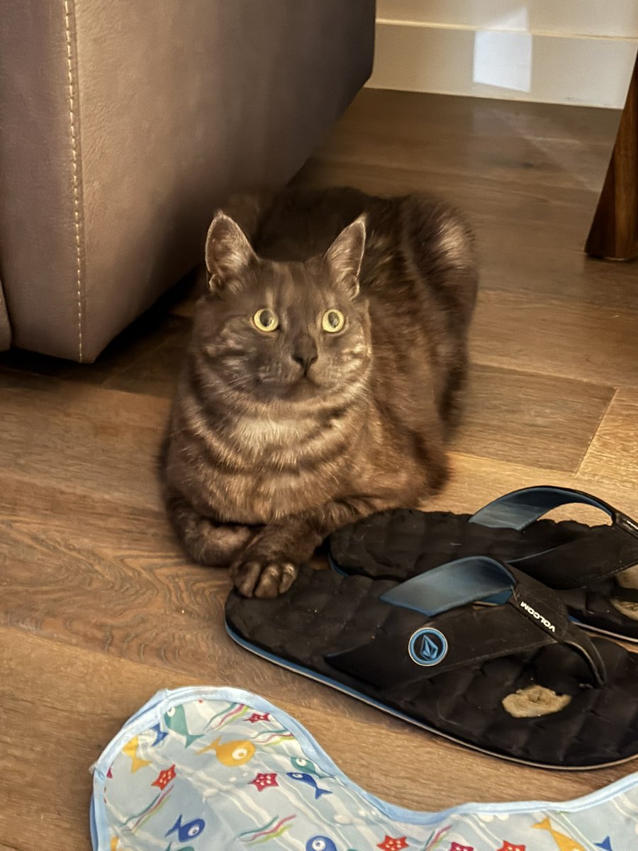 DustyPee's tweet photo. When do I start scratching? https://t.co/uSF23cMxc1