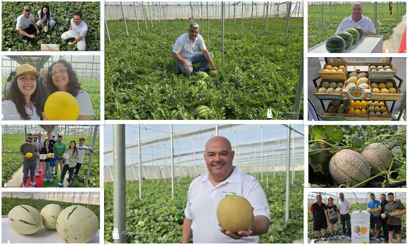Khalatea's tweet photo. 💪Water & Melon Show de Semillas Fitó se consolida como el mayor evento de primavera en #Almería🍈🍉
https://t.co/ISyHstqe32

@SemillasFito 

👉Tres intensas jornadas en esta tercera semana de mayo en la finca de Juan Escobar, un conocido agricultor de Mabe . Lo más admirable es ver cómo en una misma explotación conviven melones y sandías días antes de su corte, en magníficas condiciones sanitarias. Para hacer coincidir ambos cultivos los melones se trasplantaron el 20 de febrero y las sandías el día 12 del mismo mes.

#agricultura #agro