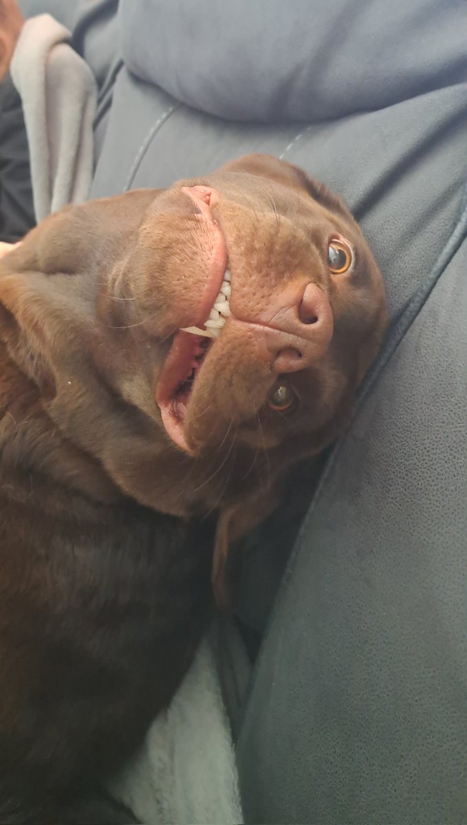 Mylorph's tweet photo. Look at this lil goober!! 🙃 https://t.co/ambfqUPNlr