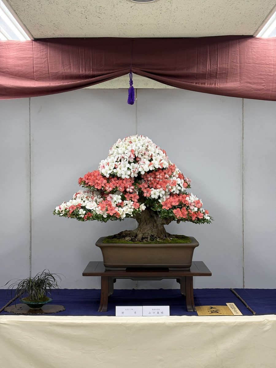 さつきフェスティバルは5/14〜17開催です！お花が素晴らしくきれいです✨