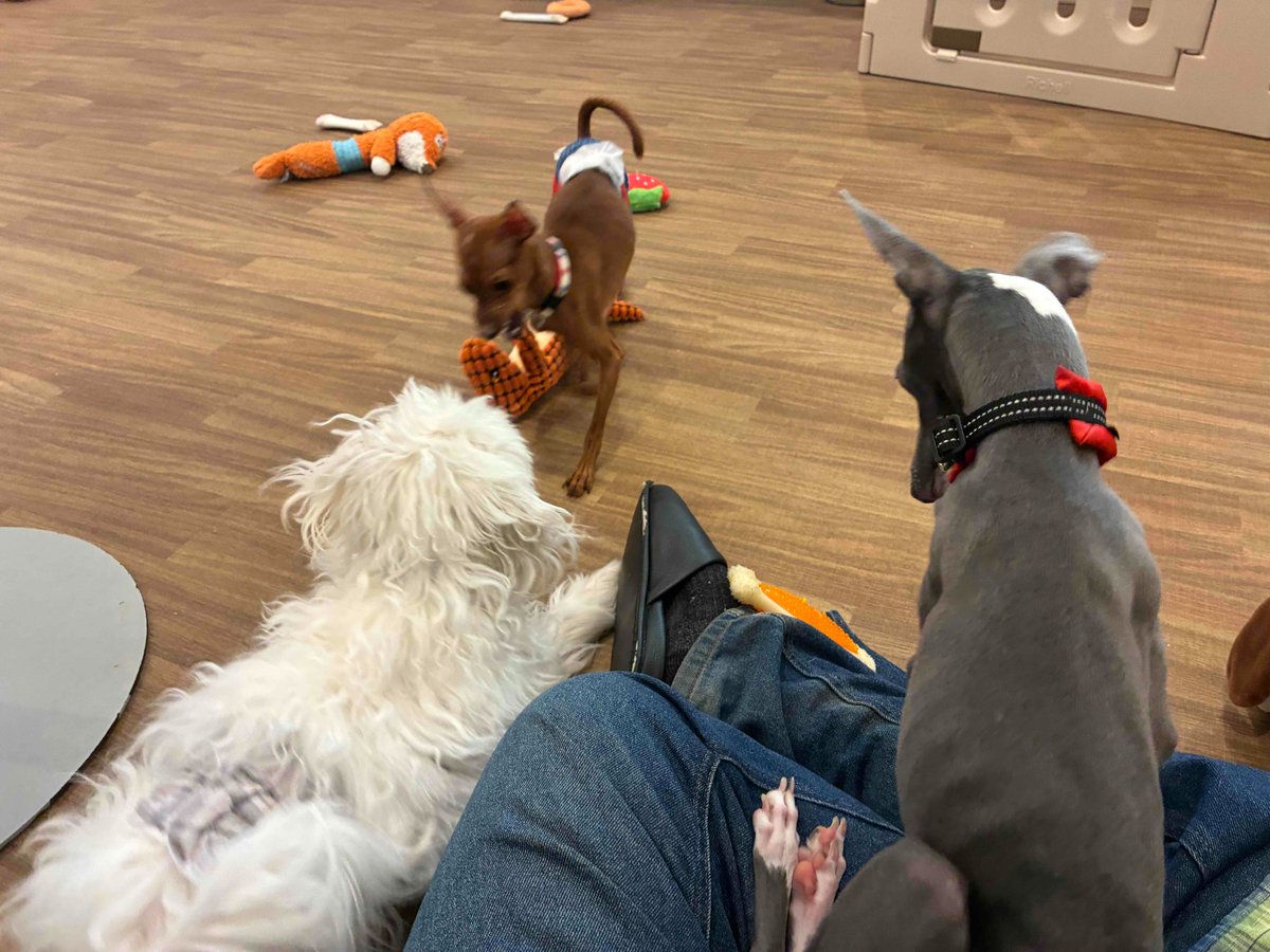 PlusUltra1110's tweet photo. 毎月お楽しみのレオペチャ十兵衛の墓参り🐕🐩🐈🐾
その帰りに以前見つけたドッグカフェAHBASEさんへ寄ってみた
とてもきれいで清潔感もあって広い店内で懐っこくて遊び好きで甘えたさんの可愛いワンコ達にめっちゃ癒されたー
#ahbase #家族募集中 #譲渡犬 #ドッグカフェ #両国 https://t.co/rTTOxdOZVp