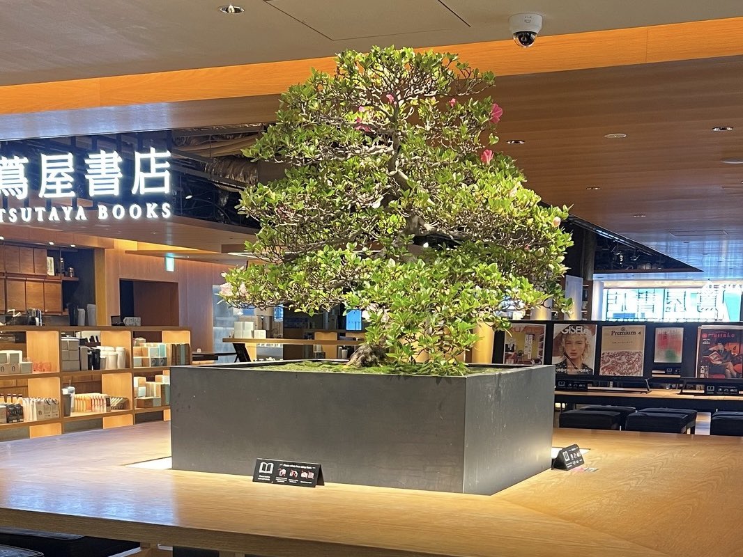 販売中／ 【盆栽】皐月 (サツキ) 樹齢約60年#銀座蔦屋書店 #銀座 #蔦屋