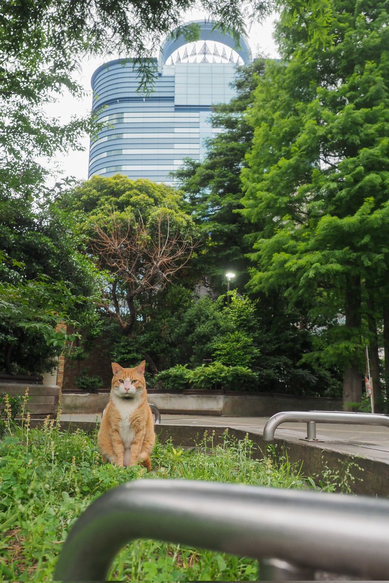 吉田優 TOKYO STREET ON CAT tweet media