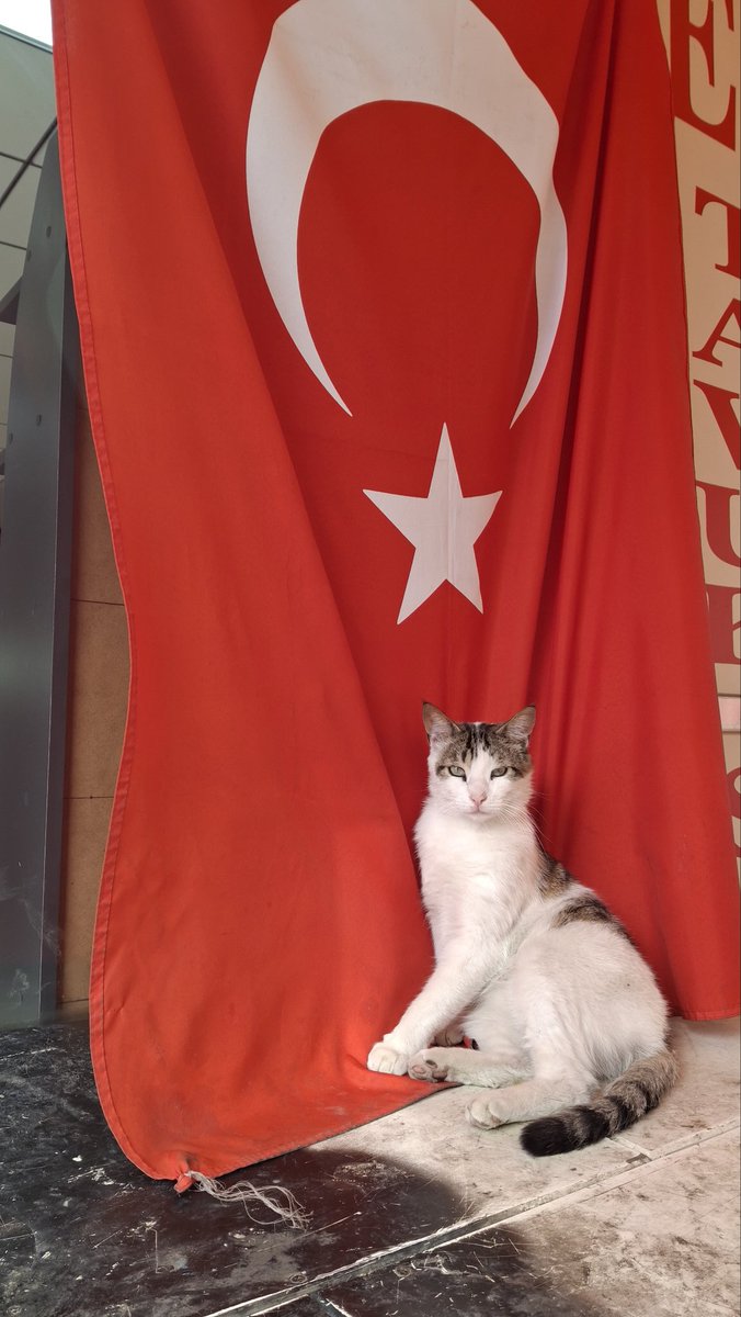 Hillozdmrr's tweet photo. @tuurqoise Kediler Türktür 😍🇹🇷 https://t.co/n0QSqkNTmo