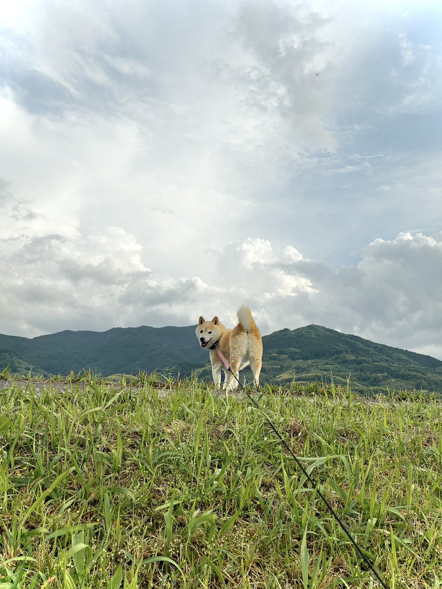 のび犬 (@nobinobi1211) / Posts / X