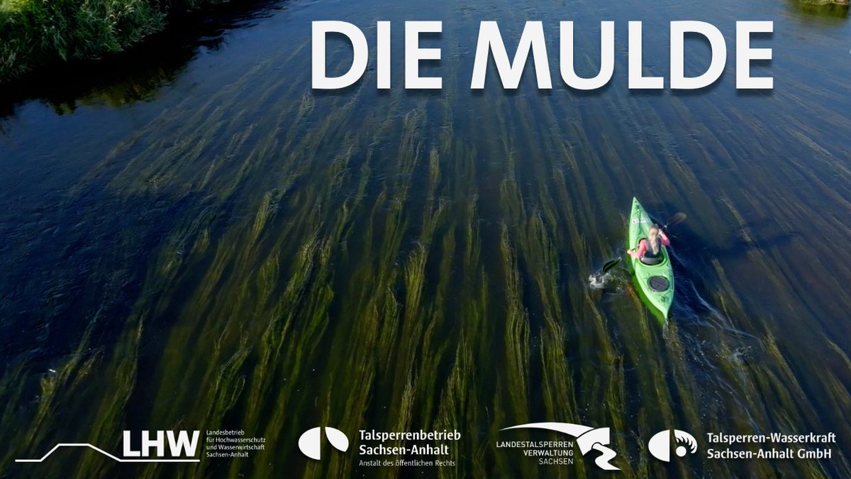 TSB_LSA's tweet photo. Die Mulde gehört zu den wasserreichsten Flüssen Mitteleuropas. 💧🌊

Unser Film „Die Mulde – vom Zusammenfluss bis zur Mündung“ zeigt beeindruckende Bilder und spannende Einblicke entlang des Flusses – jetzt auf YouTube. 🎥

👉 https://t.co/AEttAKyqKS https://t.co/cyP8mPh9ER