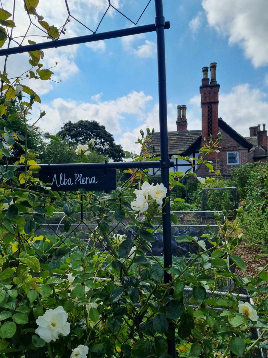 DebsHol50's tweet photo. #roseonwednesday Alba Plena , in the walled garden Lancashire. https://t.co/uObScMR5pM