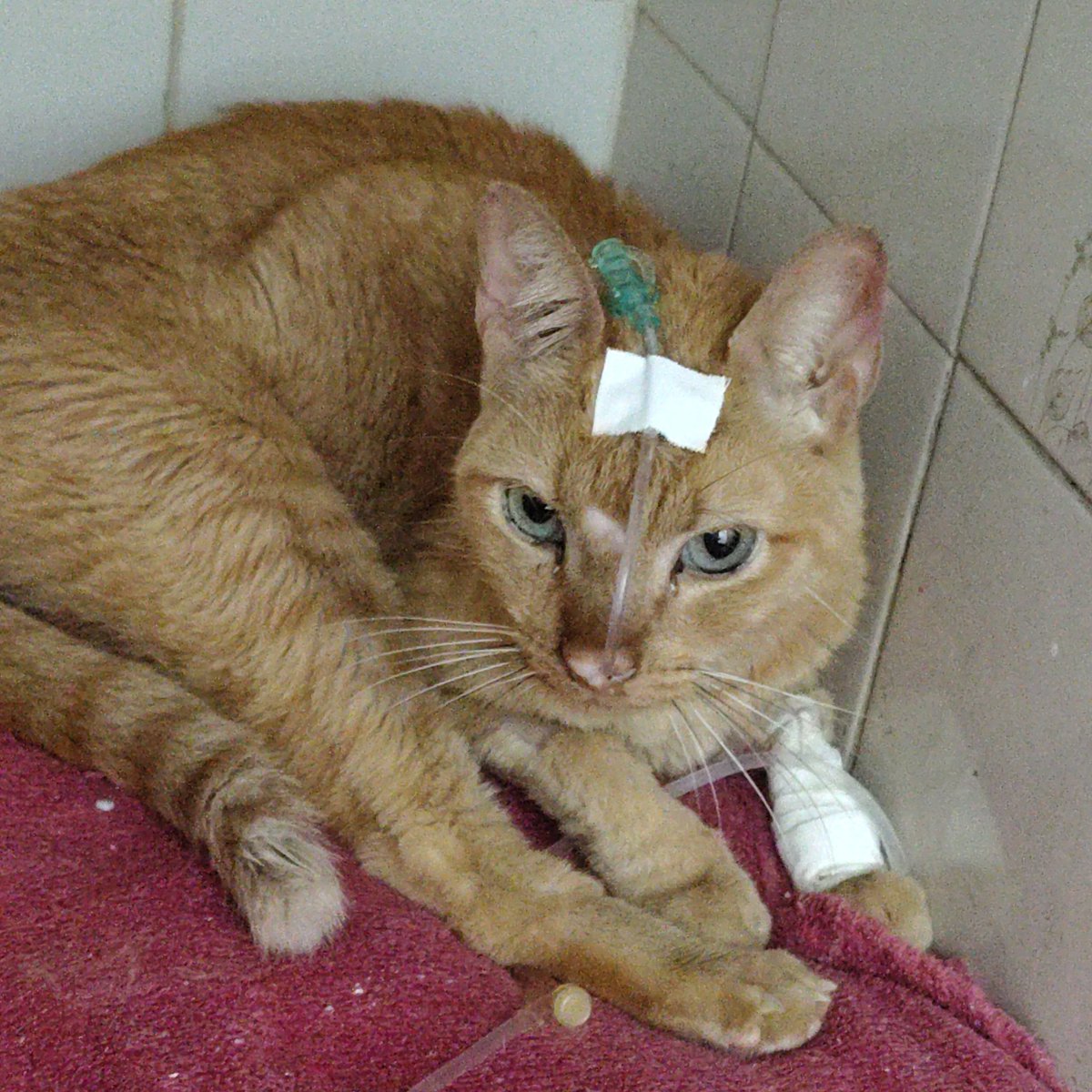 RT NO MEU FIXADO, me ajuda a salvar meu gatinho tweet media